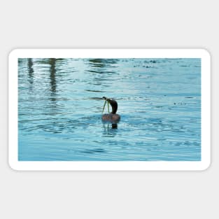 Double-crested Cormorant With Seaweed On Its Bill Sticker